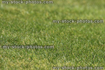Stock image of neatly mown lawn grass with dead thatch showing