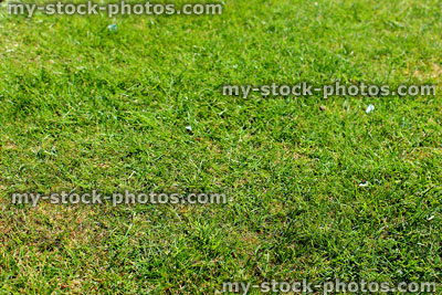 Stock image of recently mown lawn with short green grass (close up)