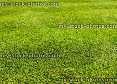 Stock image of recently mown lawn with short green grass (close up)
