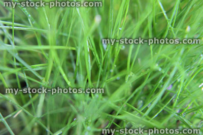 Stock image of fine green lawn grass with morning dew drops