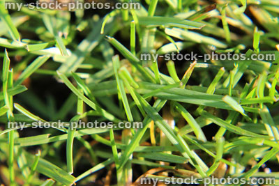 Stock image of fine green lawn grass with dead blades, thatch