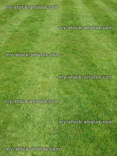 Stock image of garden lawn with grass stripes, mown with lawnmower roller