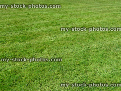 Stock image of coarse grass lawn with stripes in park, playing field 