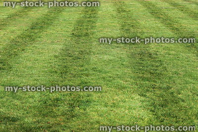 Stock image of freshly mown garden lawn with grass stripes, lawnmower roller