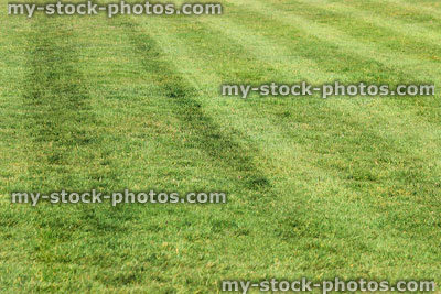 Stock image of lawn with grass stripes in garden, mown with lawnmower