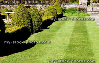 Stock image of freshly mowed grass in garden, with lawn stripes