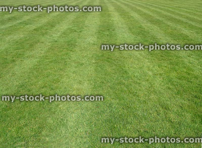 Stock image of large, green garden lawn with stripes, lawnmower roller