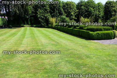Stock image of green lawn with fine grass, clipped yew hedge