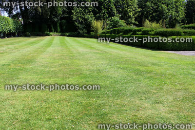 Stock image of green lawn with fine grass, yew hedge topiary