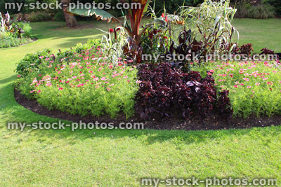Stock image of summer flowers in park garden border, cosmos, purple foliage, canna lilies