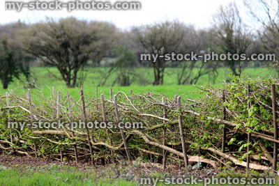 Stock image of layered hedge in spring, by countryside farm field