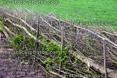 Stock image of layered hedge in spring, by countryside farm field