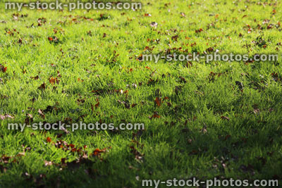 Stock image of green garden lawn grass in fall, English oak tree autumn leaves