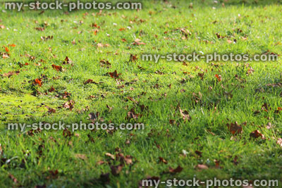 Stock image of green garden lawn grass in fall, English oak tree autumn leaves