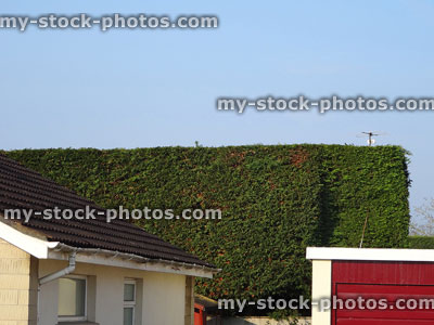 Stock image of tall Leyland cypress hedge (Leylandii) blocking neighbour's light