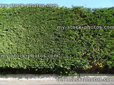 Stock image of neatly trimmed evergreen hedge, Leyland cypress hedging (Leylandii)