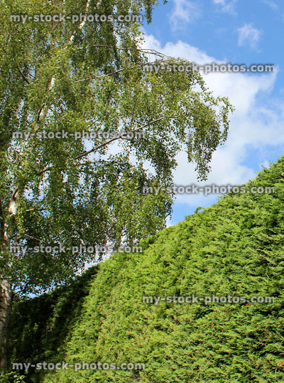 Stock image of green Leyland cypress (cupressus), Leylandii hedge in garden, silver birch