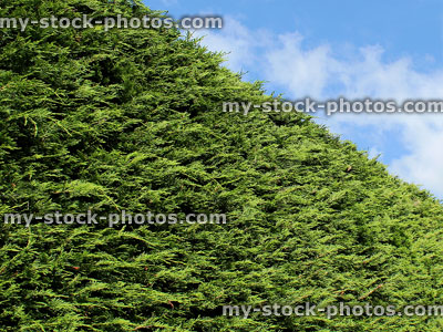 Stock image of high hedge in back garden, Leylandii hedging (Leyland cypress)