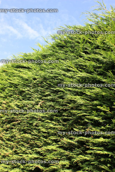 Stock image of tall Leyland cypress / Cupressus Leylandii hedge in garden