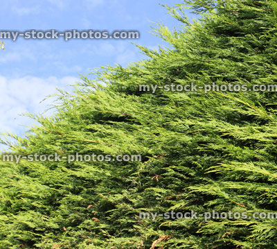 Stock image of tall Leyland cypress / Cupressus Leylandii hedge in garden