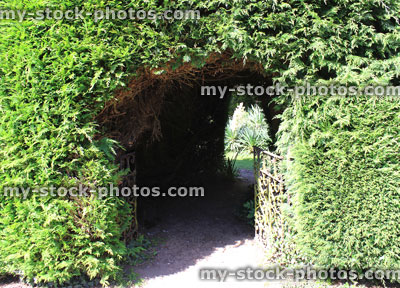 Stock image of garden arch, leylandii hedge / leyland cypress conifer trees, hidden garden