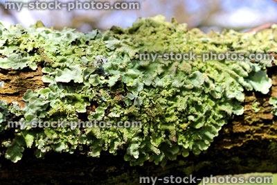 Stock image of silver foliose lichen plant growing on tree (close up)