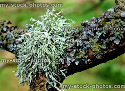 Stock image of silver lichen plants growing on tree branch (close up)