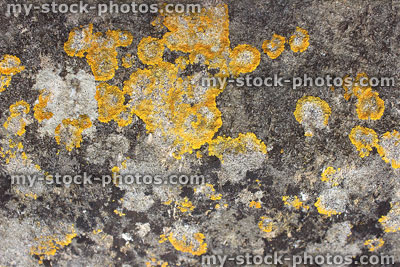 Stock image of old stone wall covered with yellow lichen (Xanthoria parietina)