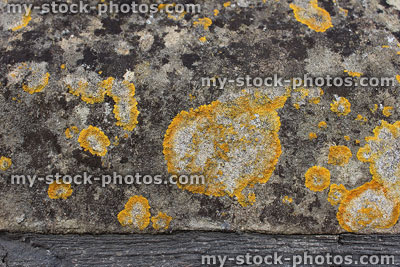 Stock image of crusty yellow foliose lichen growing on stone wall