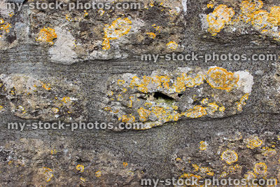 Stock image of cemented stone wall covered with orange lichen (Xanthoria parietina)