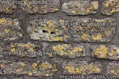 Stock image of stone wall with foliose lichen growing on surface