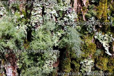 Stock image of silver lichens plant growing on tree trunk (close up)