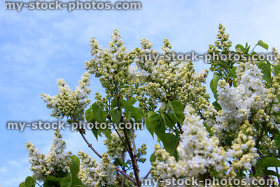 Stock image of white lilac flowers (Syringa vulgaris) against sky
