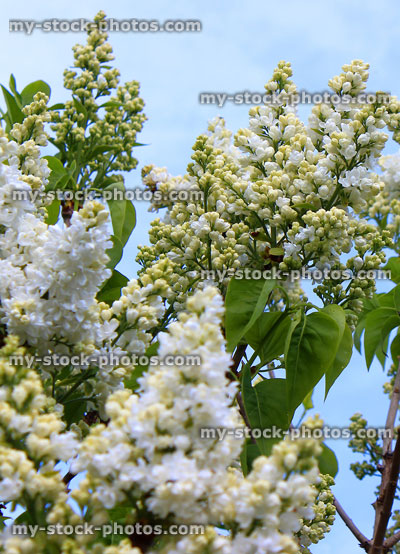 Stock image of white lilac flowers (Syringa vulgaris) against sky