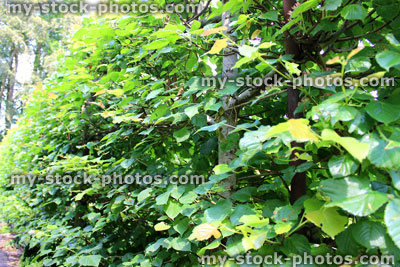 Stock image of bushy, narrow clipped lime tree hedge (Tilia europaea)