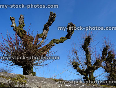 Stock image of pruned, pollard lime trees in row, stone wall