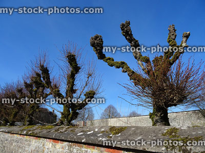 Stock image of pruned, pollarded lime trees in row, stone wall