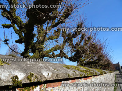 Stock image of pruned, pollarded lime trees (Tilia europaea), stone wall