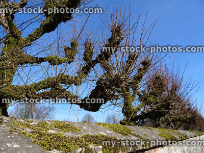 Stock image of lime trees in row, pollarded / pruned, mossy stone wall