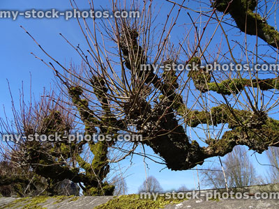 Stock image of pollarded lime tree branches / hedge, row by stone wall