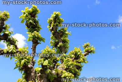 Stock image of pruned, pollarded lime tree (Tilia europaea / linden tree) in spring