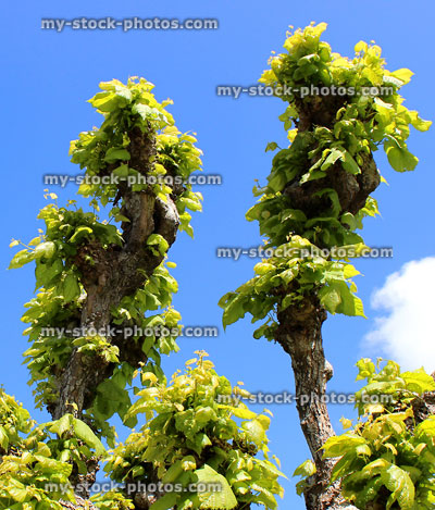 Stock image of pruned, pollarded lime tree (Tilia europaea) with fresh spring foliage