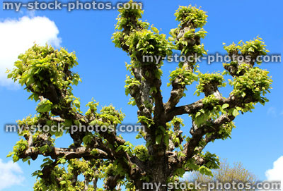 Stock image of pollarded, pruned lime tree / linden (Tilia europaea) in spring