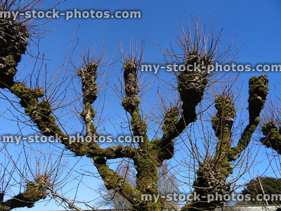 Stock image of overgrown pollarded lime trees needing pruning (Tilia europaea)