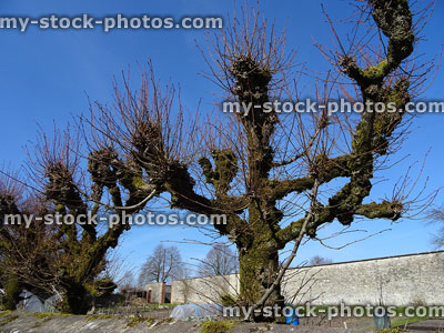 Stock image of pollarded lime trees in row, needed winter pruning