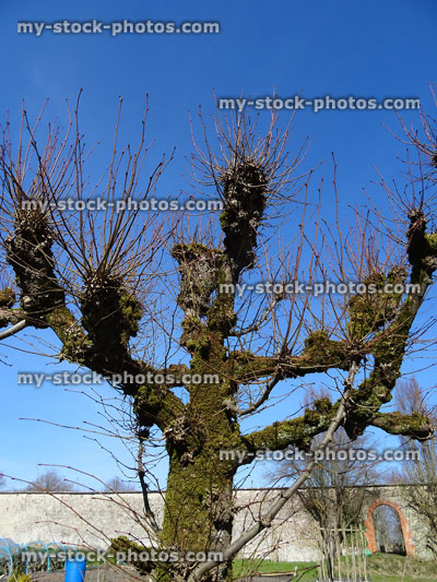 Stock image of pollarded lime trees in winter, no leaves, pruned