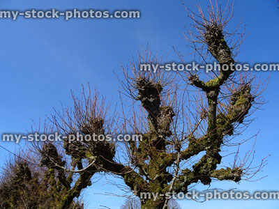 Stock image of pollarded lime trees in winter, no leaves, blue sky background