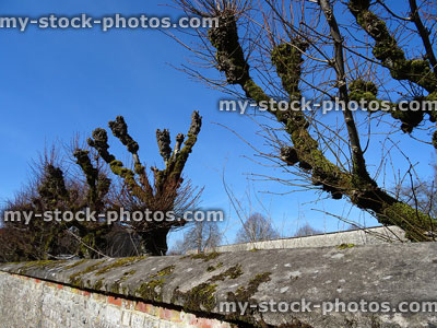Stock image of winter pollarded lime trees row, in front of stone wall