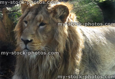 Stock image of young male Asiatic lion head / face, lying down