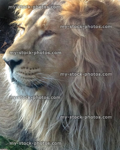 Stock image of young male Asiatic lion head / face, lying down
